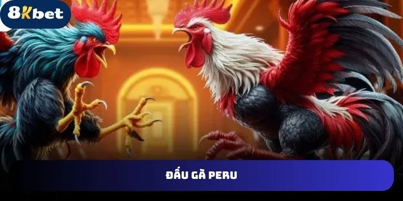 Giới thiệu về đặc điểm của đá gà 8kbet Peru